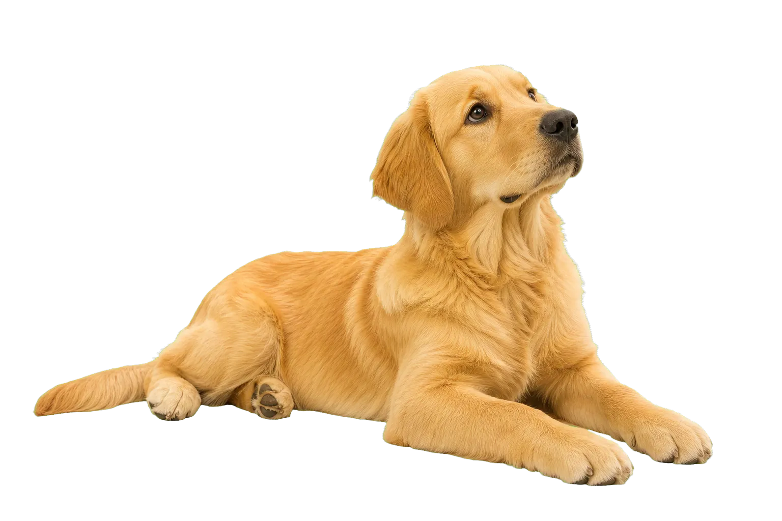 A golden retriever lying down and looking questioningly toward the contact form.