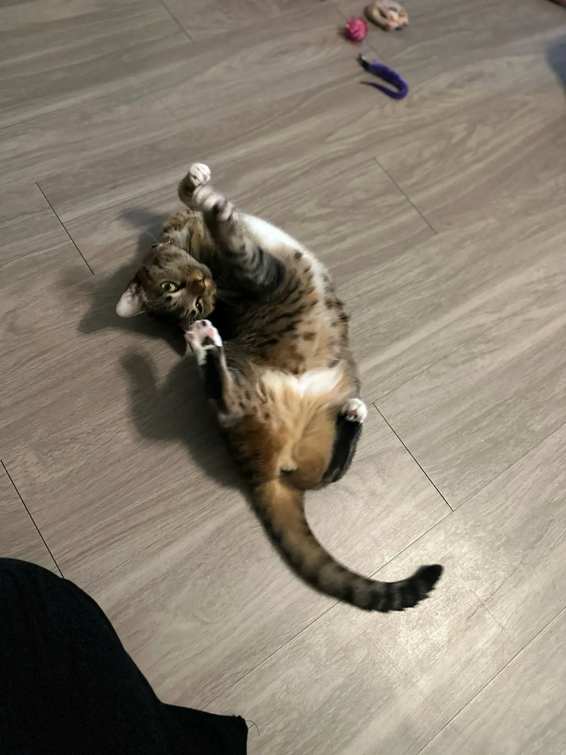 A tabby cat rolling happily on the floor.