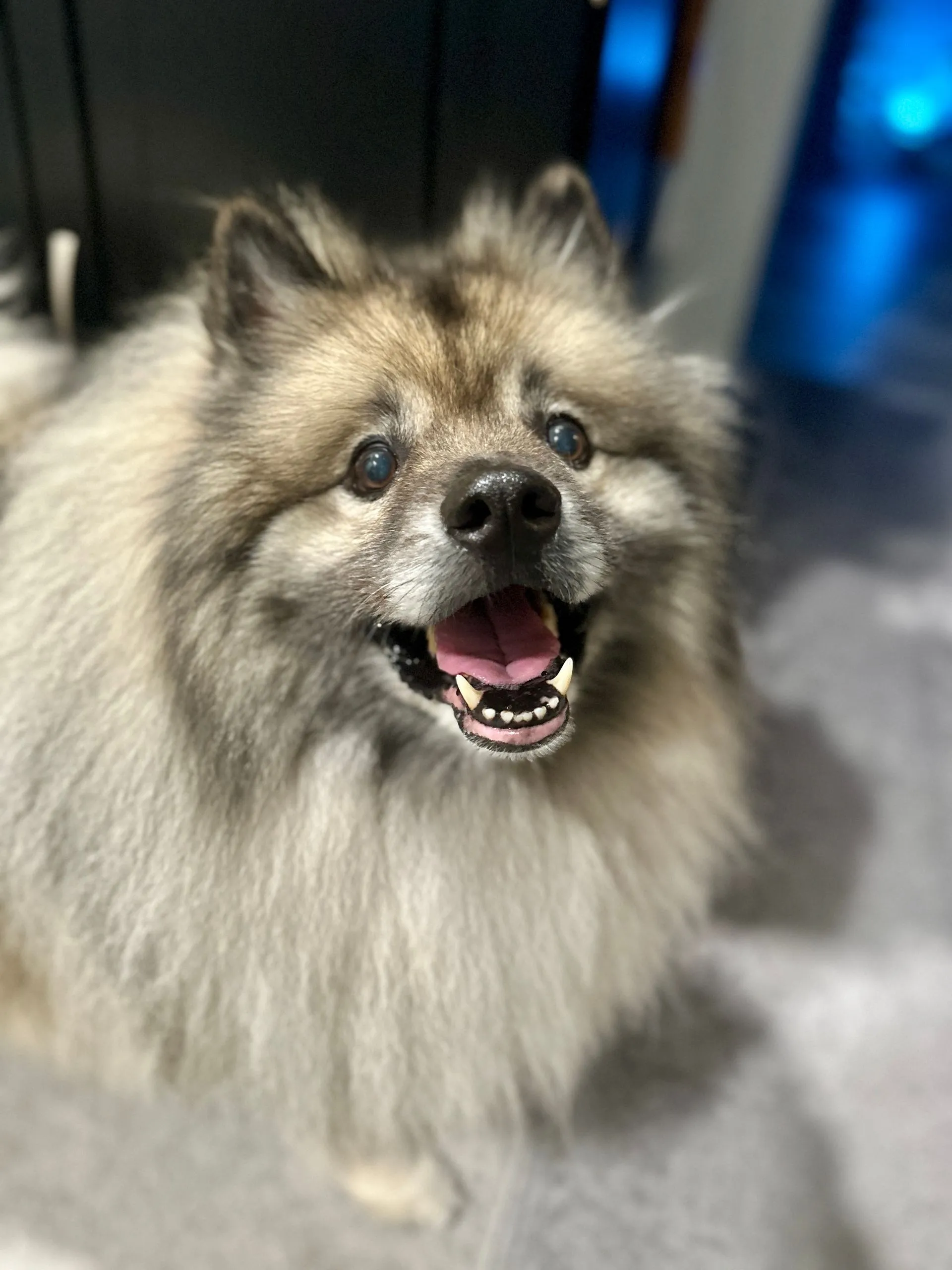 Amy's fluffy gray dog looking toward the camera.