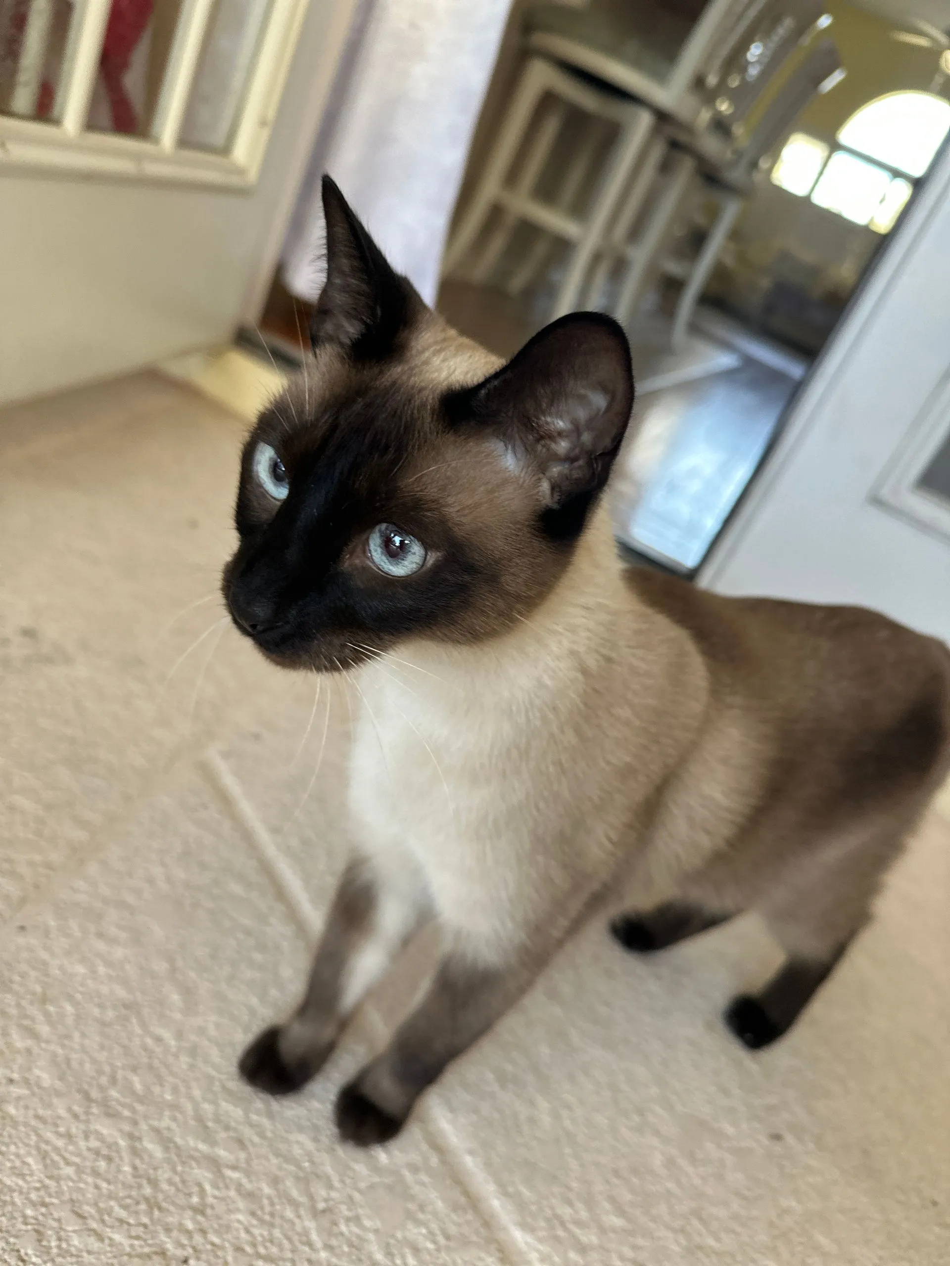 Craig's Siamese cat relaxing at home.