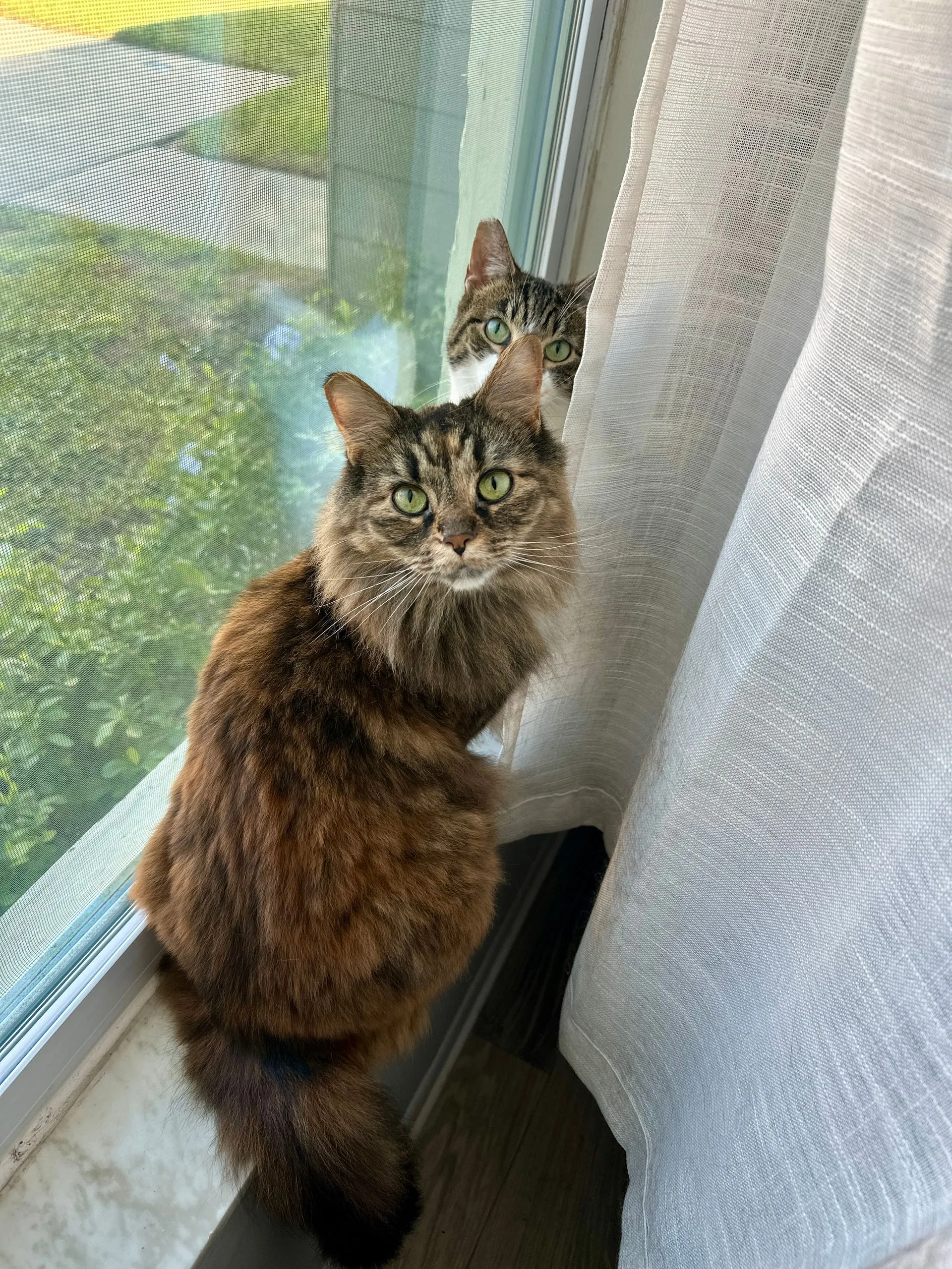 Two cats watching the world from a window.