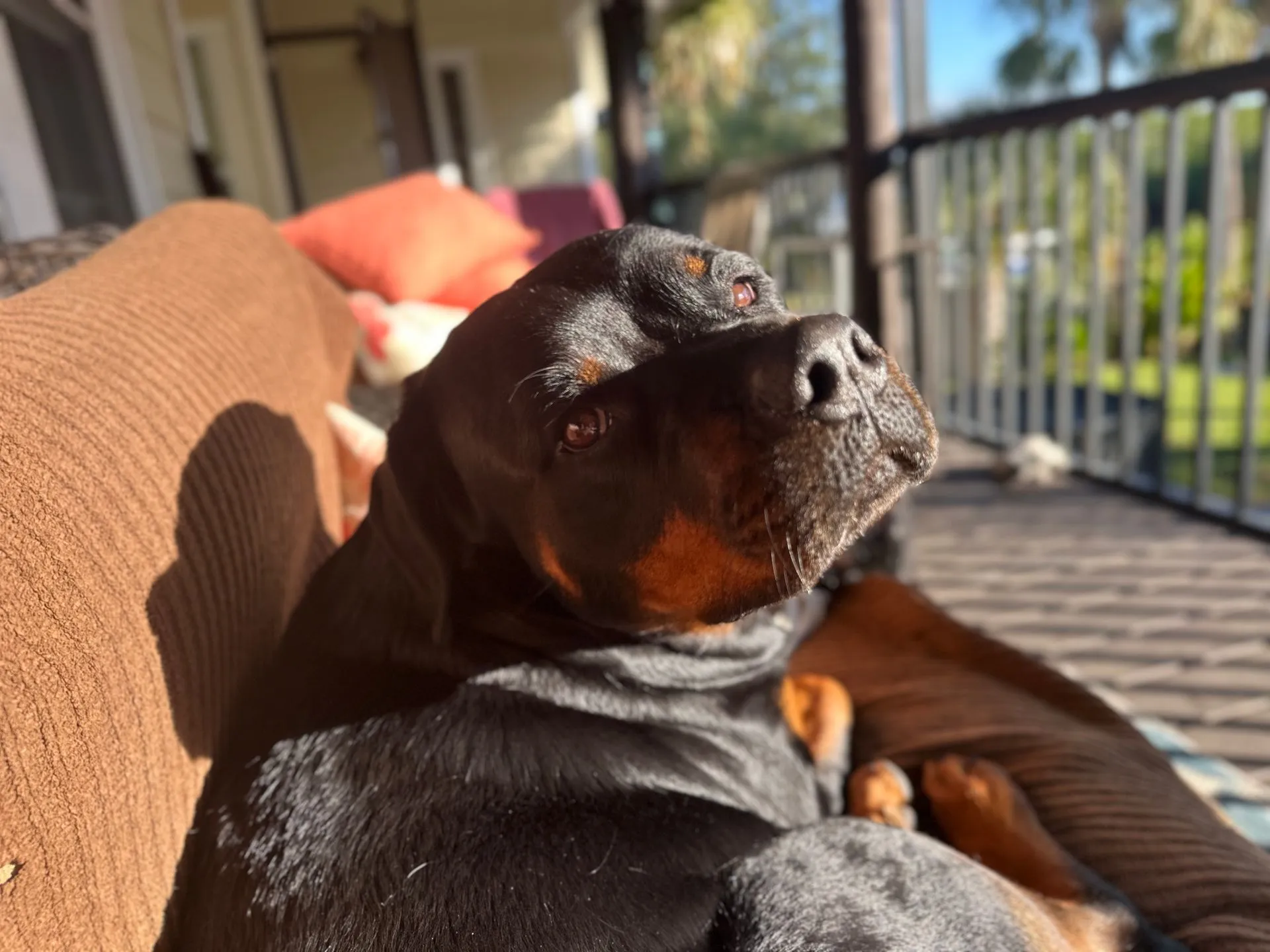 Jennifer's black-and-tan dog sitting on a porch.