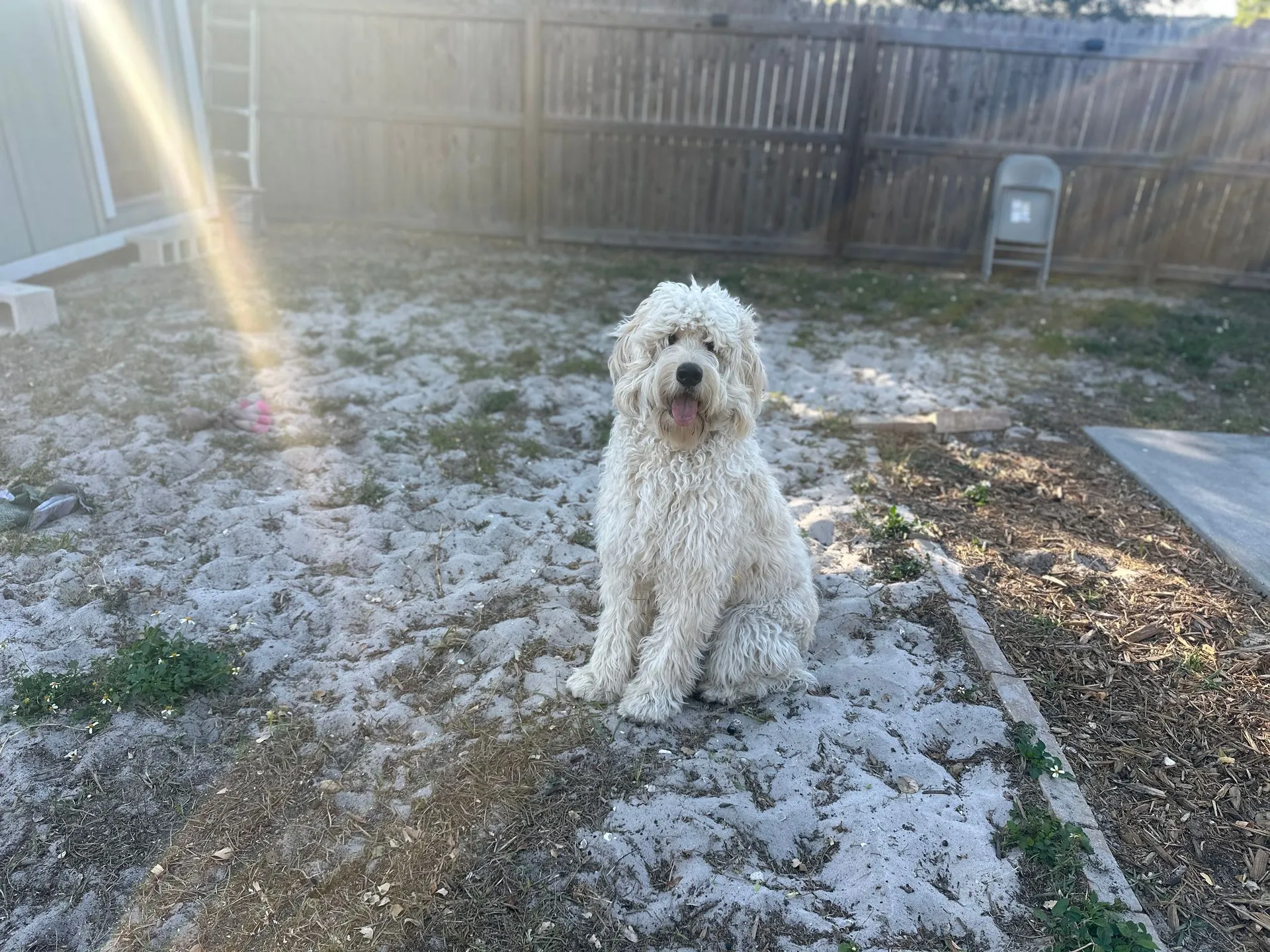 A happy white dog enjoying time outdoors.